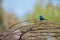 Splendid Fairy Blue Wren