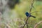 Splendid Fairy Blue Wren