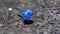 a splendid fairy wren on the ground at a bird park