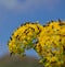 Splendid fennel flowers covered with small insects
