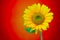 Splendid full blown tropical sunflower on color abstract backdrop