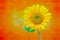 Splendid full blown tropical sunflower on colorful abstract backdrop