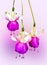 Splendid hanging purple Fuchsias