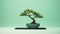 Splendid Hd Mint Bonsai Tree Desktop Wallpaper For Minimalist Users