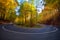 Splendid image in the forest colored leaves, asphalt road, sunset light with sunraws