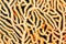 Splendid knotted gorgonian