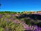 Splendid landscape, lavender field, nature and environment in Castelnuovo Don Bosco town, Piedmont region,  Italy