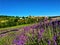 Splendid landscape, lavender field, nature and environment in Castelnuovo Don Bosco town, Piedmont region,  Italy