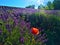 Splendid landscape, lavender field, tulip, nature and environment in Castelnuovo Don Bosco town, Piedmont region,  Italy