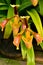 Splendid Paphiopedilum Slipper Orchid