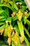 Splendid Paphiopedilum Slipper Orchid