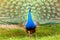 Splendid peacock with feathers out