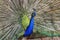 Splendid peacock with feathers out (Pavo cristatus)