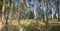 Splendid pine forest panoramic image