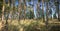 Splendid pine forest panoramic image - pine trees and high grass lit by warm evening light