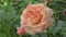 splendid pink-apricot color rose blossom in garden. macro footage