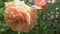 splendid pink-apricot color rose blossom in garden. macro footage. sunny day