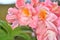 splendid pink-peach azalea blossom in garden. extreme macro shot