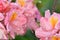 splendid pink-peach azalea blossom in garden. macro shot