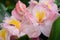 splendid pink-peach azalea blossoming in garden. macro shot