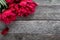 Splendid pink peonies flowers on rustic wooden background. Selective focus