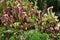 Splendid plant garden composed fully of carnivorous plants