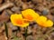 Splendid poppies, eschscholzia californica