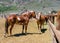 Splendid Ranch Horses