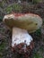 Splendid specimen of Porcino mushroom.