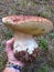 Splendid specimen of Porcino mushroom.