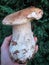 Splendid specimen of Porcino mushroom.