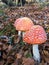 Splendid specimens of Amanita Muscaria