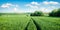 Splendid spring view of field of fresh wheat. Rural morning scene of the Bulgarian countryside, Ruse town location, Bulgaria, Euro