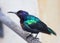 Splendid Sunbird