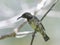 Splendid Sunbird Cinnyris coccinigaster