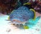 Splendid toadfish