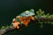 Splendid tree frog or splendid leaf frog Cruziohyla calcarifer. A beautiful frog with tiger stripes.