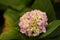 Splendid view of a pink French hydrangea surrounded by green leaves