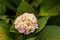 Splendid view of a pink French hydrangea surrounded by green leaves