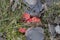 The splendid waxcap Hygrocybe splendidissima is an inedible mushroom