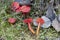 The splendid waxcap Hygrocybe splendidissima is an inedible mushroom