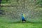 Splendor of birds - peacock
