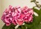 Splendurous ornamental pink hydrangea flower
