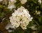 Splendurous ornamental white bougainvillea flowers