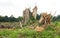 Splinter tree stumps after deforestation