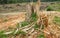 Splinter tree stumps after deforestation