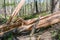 Splintered Tree Fallen Across Trail