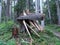 A splintered tree stump caused by storm