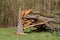 Splintered tree trunk that fell during a storm