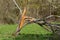 Splintered tree trunk that fell during a storm